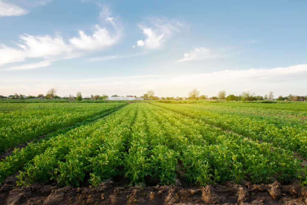 Investing in Managed Farmland