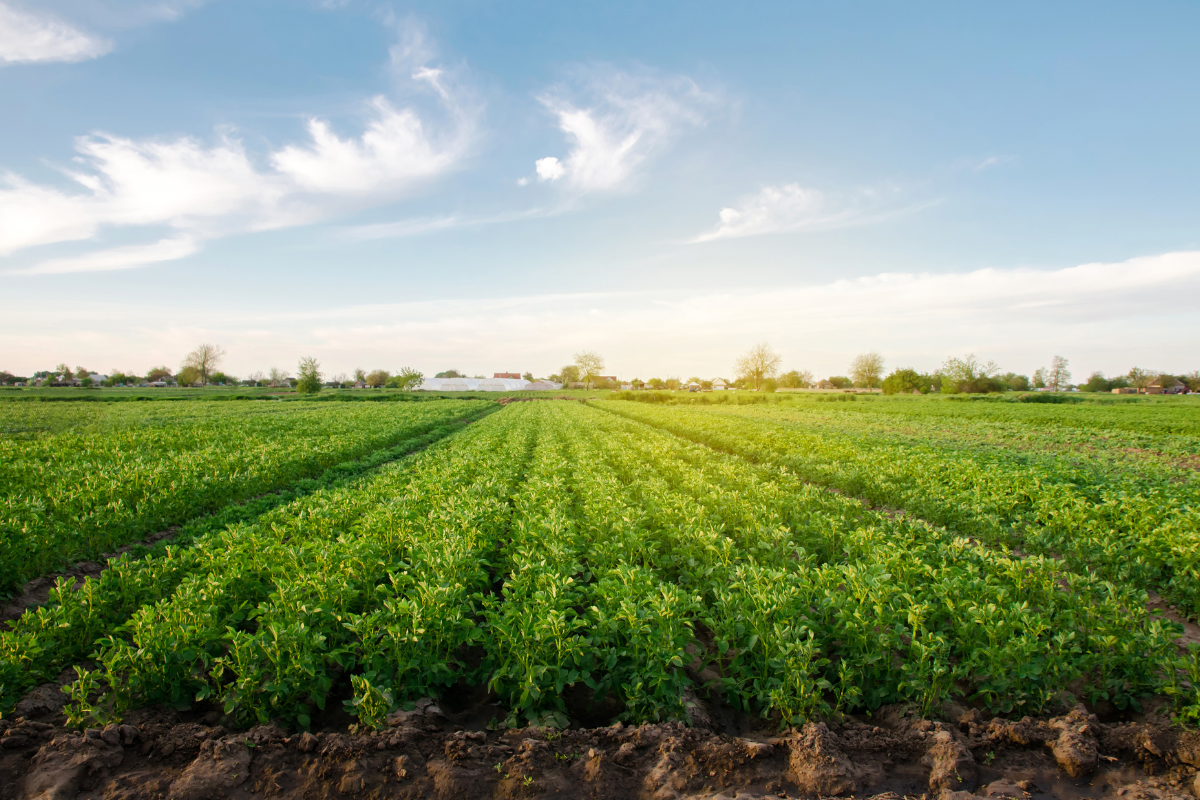 A Strategic Guide to Investing in Managed Farmland near Bangalore for Sustainable Returns