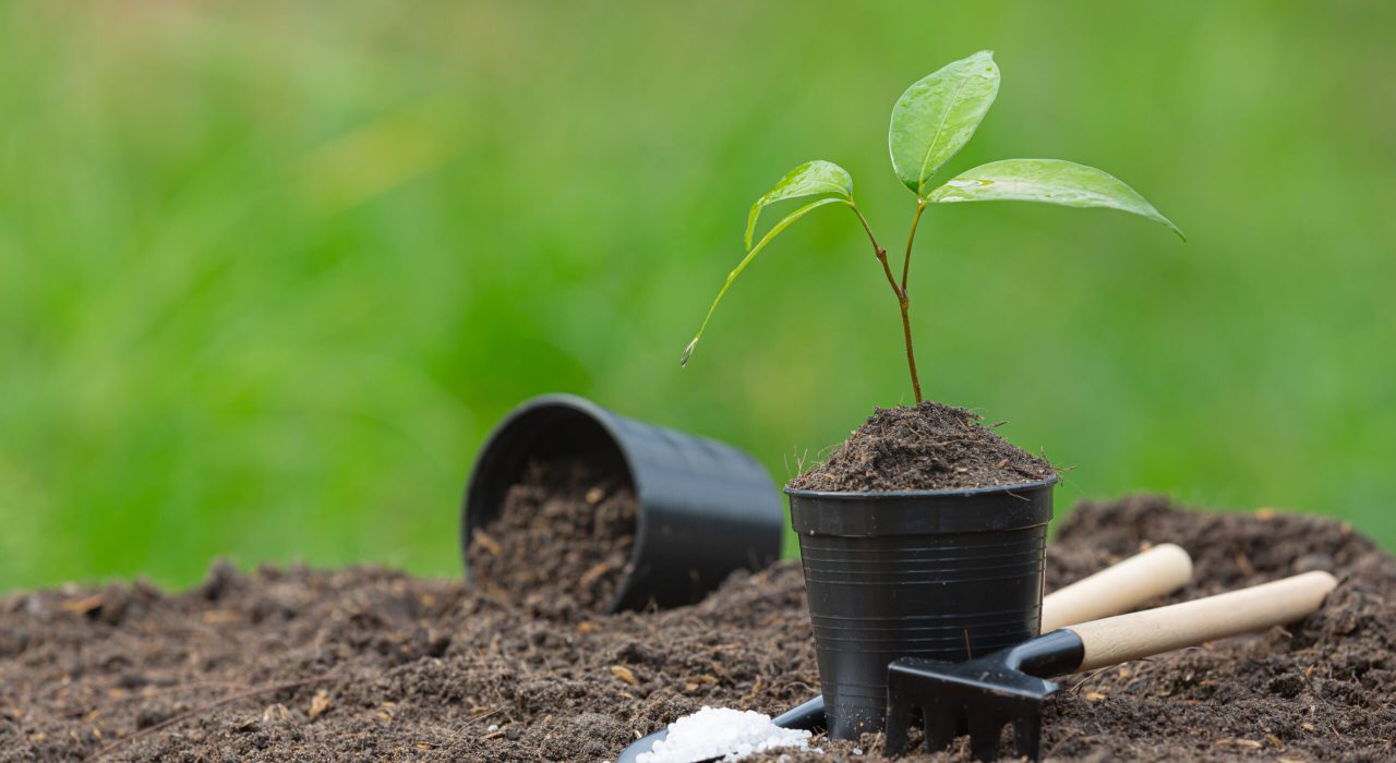 close up picture of the sapling of the plant is growing